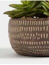 Marks & Spencer Umelé sukulenty v betónovom kvetináči Marks & Spencer šedá