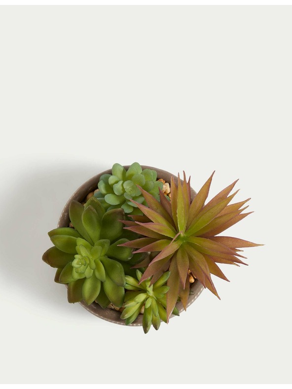 Marks & Spencer Umelé sukulenty v betónovom kvetináči Marks & Spencer šedá