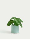 Marks & Spencer Umelá mini rastlina pilea v kvetináči Marks & Spencer modrá