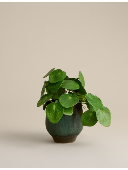 Marks & Spencer Umelá rastlina pilea v keramickom kvetináči Marks & Spencer zelená