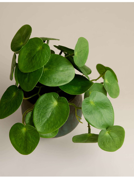 Marks & Spencer Umelá rastlina pilea v keramickom kvetináči Marks & Spencer zelená